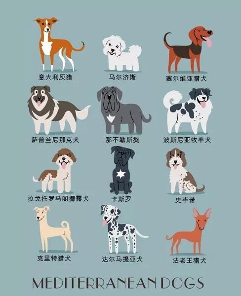 最常见狗狗品种大全及图片,中国常见的狗狗品种及图片大全