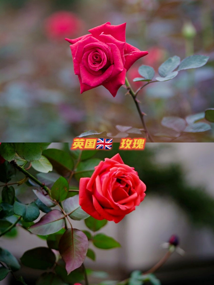 世界各国国花大全图片及名称,世界各国国花大全及图片