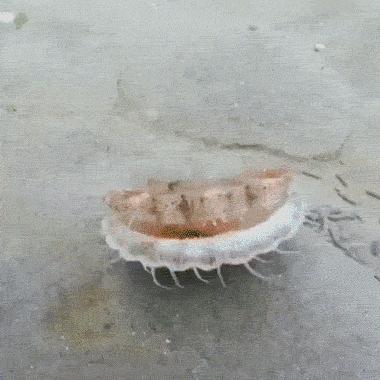 笑不停所有视频,笑不停完全版视频