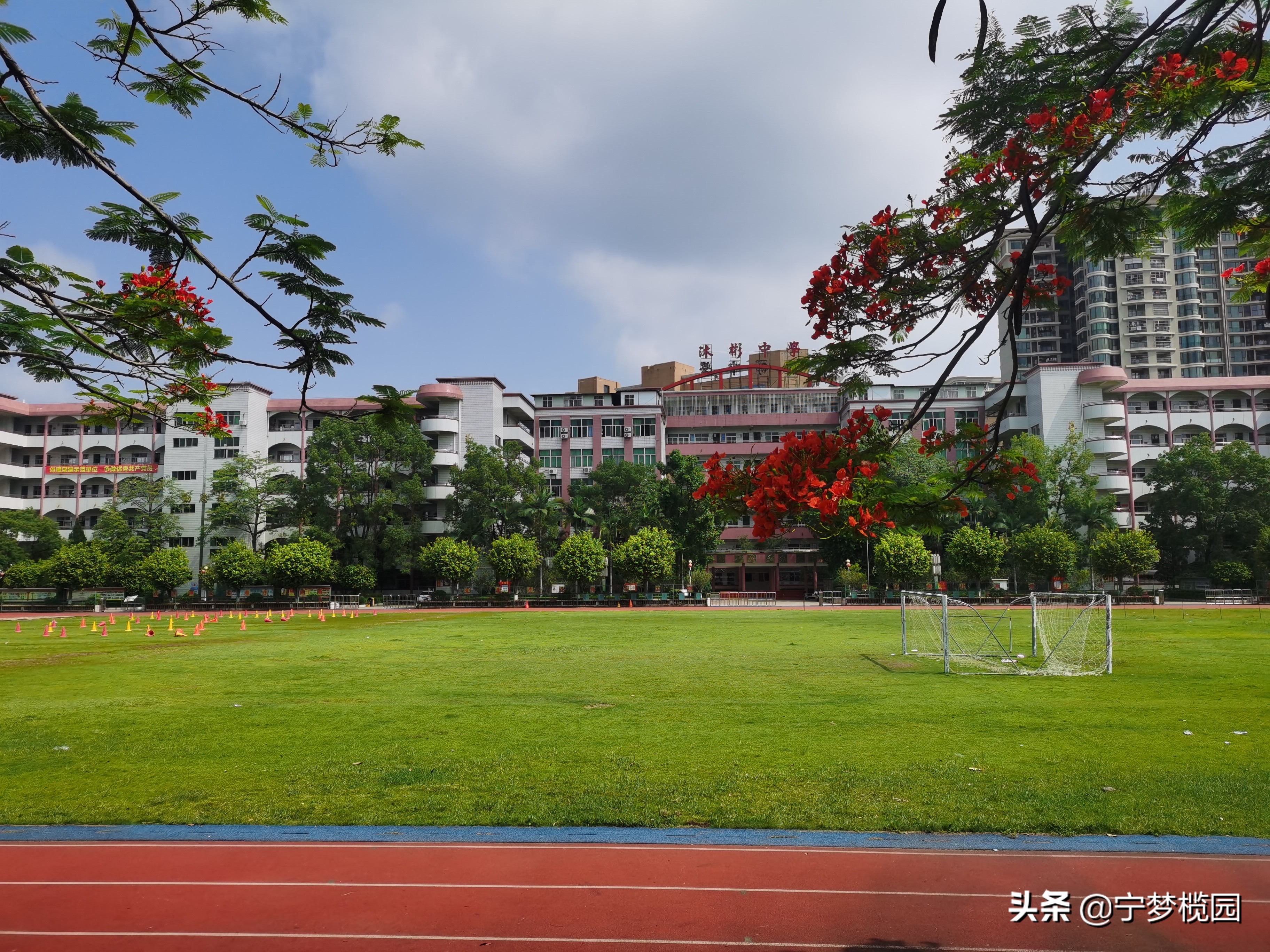 凤凰花开似红云,凤凰花开灿若云霞美图