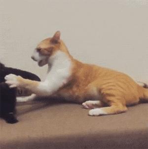 猫咪打架被打得眼睛都睁不开,猫咪打架又打到主人
