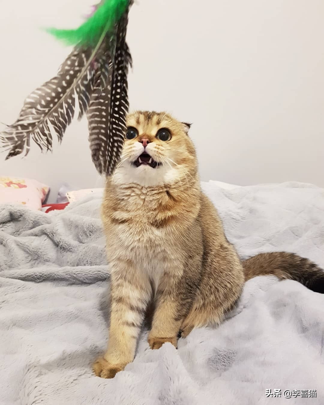 铲屎官必知不要做猫咪讨厌的事,猫咪饲养6大误区铲屎官们要注意