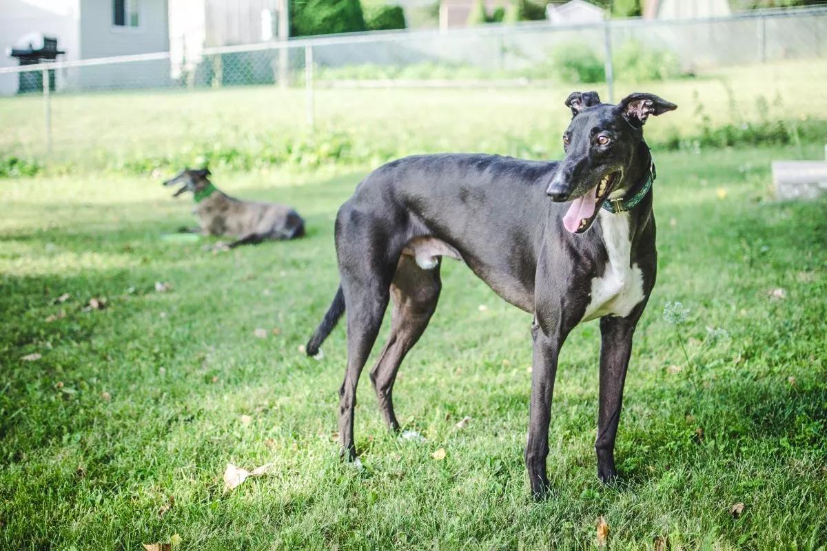 哪些狗狗合适新手养小型犬,最合适新手养的狗狗