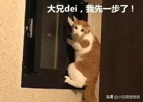 国外的网友家因突发地震，找到猫咪时，猫咪的举动让网友：笑哭