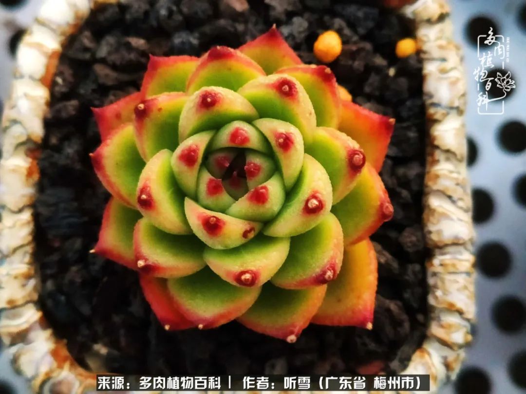 遇见多肉感恩生命中所有的相识,爱上多肉是个压力山大的事