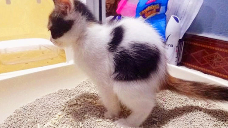 猫砂能够给狗狗用吗,猫砂能够给龟用吗