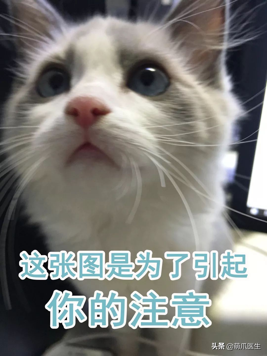 猫这篇文章告诉我们的道理,猫这篇文章告诉我们一个什么道理