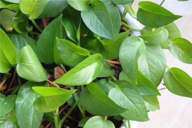 合适新手养的漂亮植物，价格便宜还好养活，来看看有没有你喜欢的