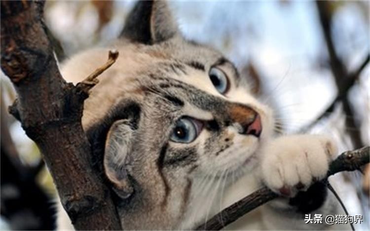 猫咪脱毛一坨一坨的掉是怎么回事,猫咪掉毛严重秃了好几块怎么办