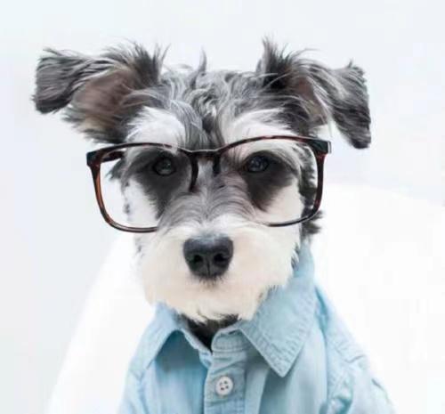 狗狗一直拉稀便怎么办,狗狗长期拉稀软便吃什么好