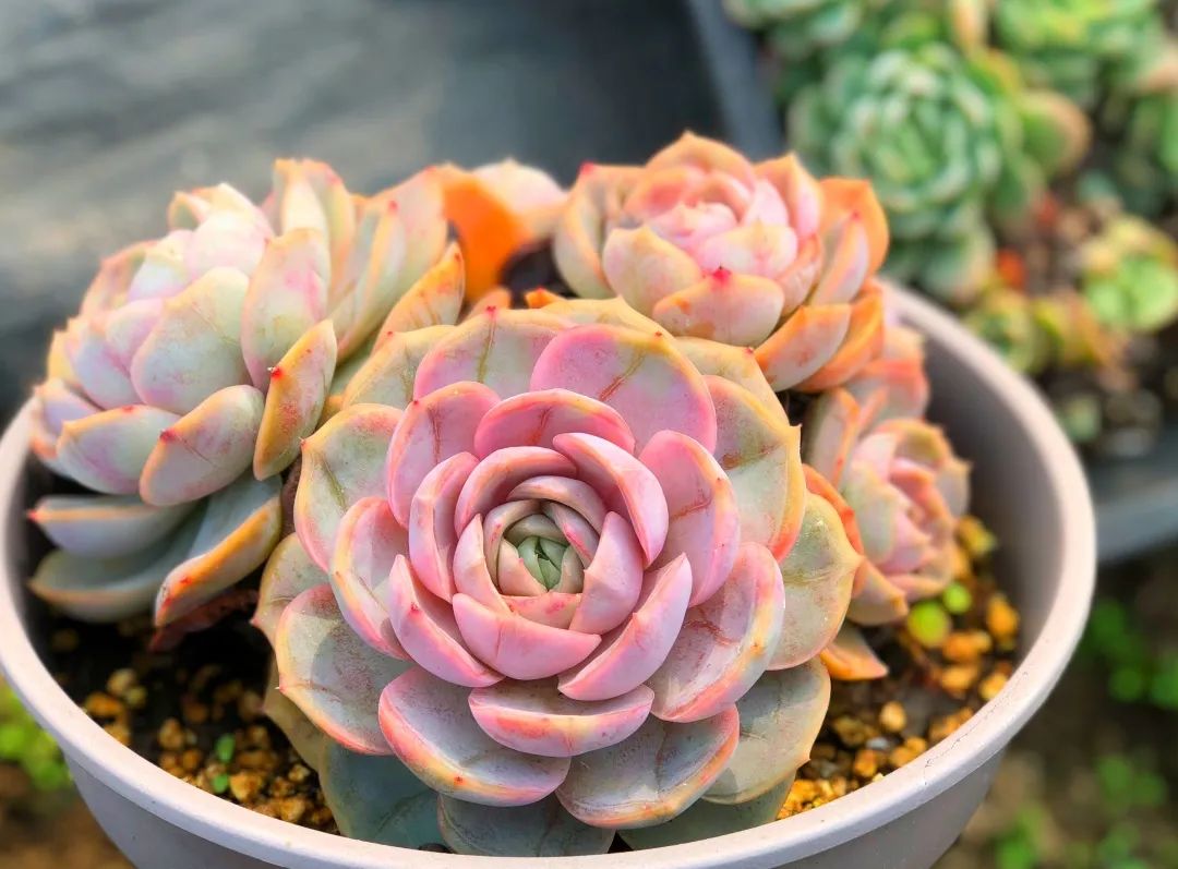 有暗纹的多肉有哪些,暗纹系多肉有哪些