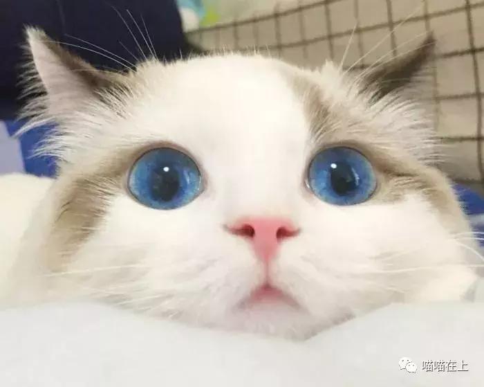火焰布偶猫,布偶猫简介英文版