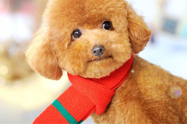 泰迪犬上吐下泻,泰迪犬上吐下泻喝益生菌能够吗