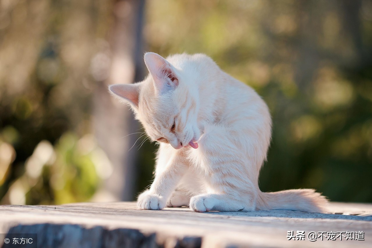 怎么判断猫癣是不是要好了,怎么快速辨别猫癣