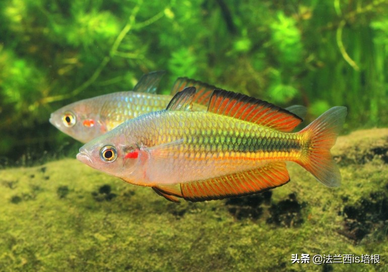 鱼的记忆只有七秒钟为什么是错的,鱼的记忆真的有七秒吗细思极恐