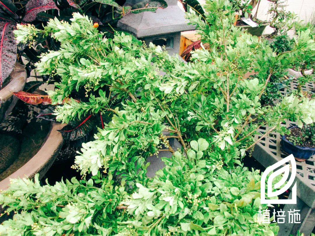 米兰繁殖栽培技术,米兰种植技术图解