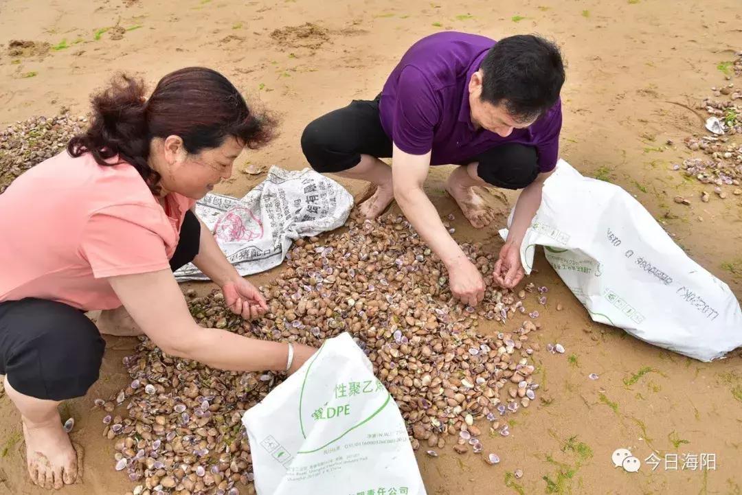 为什么烟台海边出现那么多海鲜,烟台的海为什么冒出那么多海鲜
