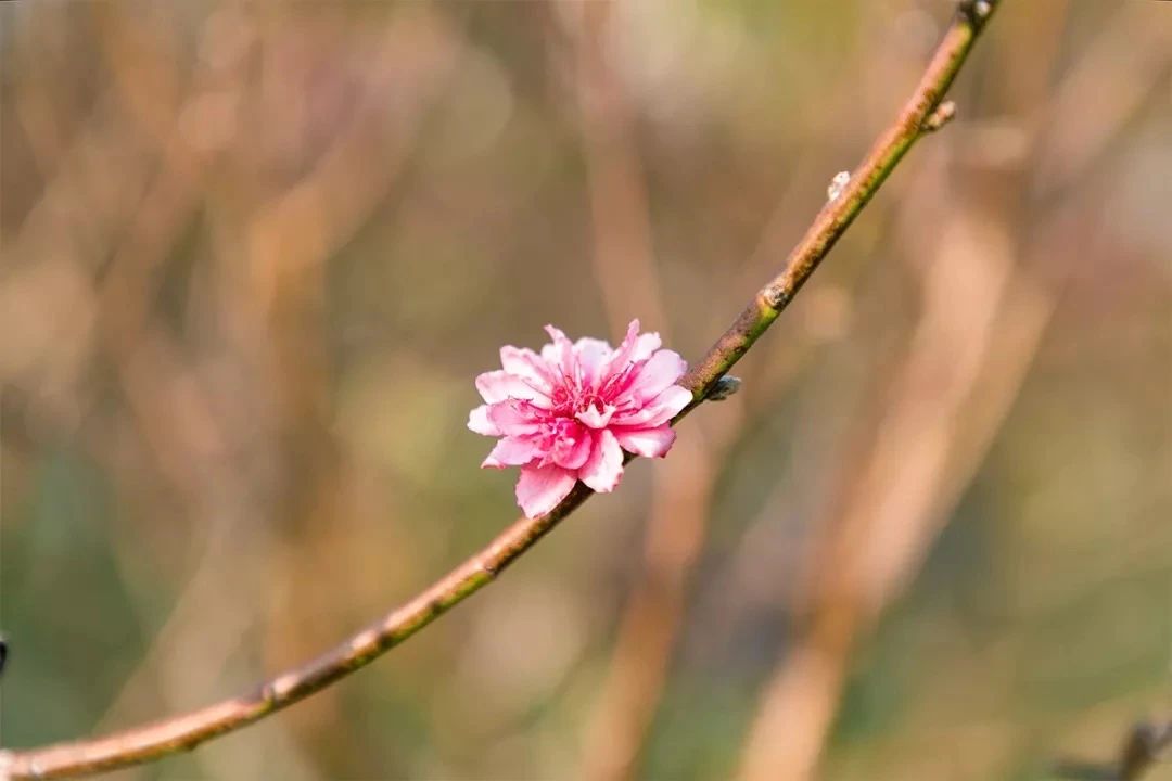 2021深圳免费合适遛娃玩地方排名,深圳免费游玩景点推荐