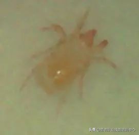 种菜防治病虫害最简单方法,种菜病虫害图片大全