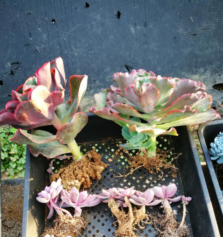 网购多肉老桩，“埋”多深有讲究！