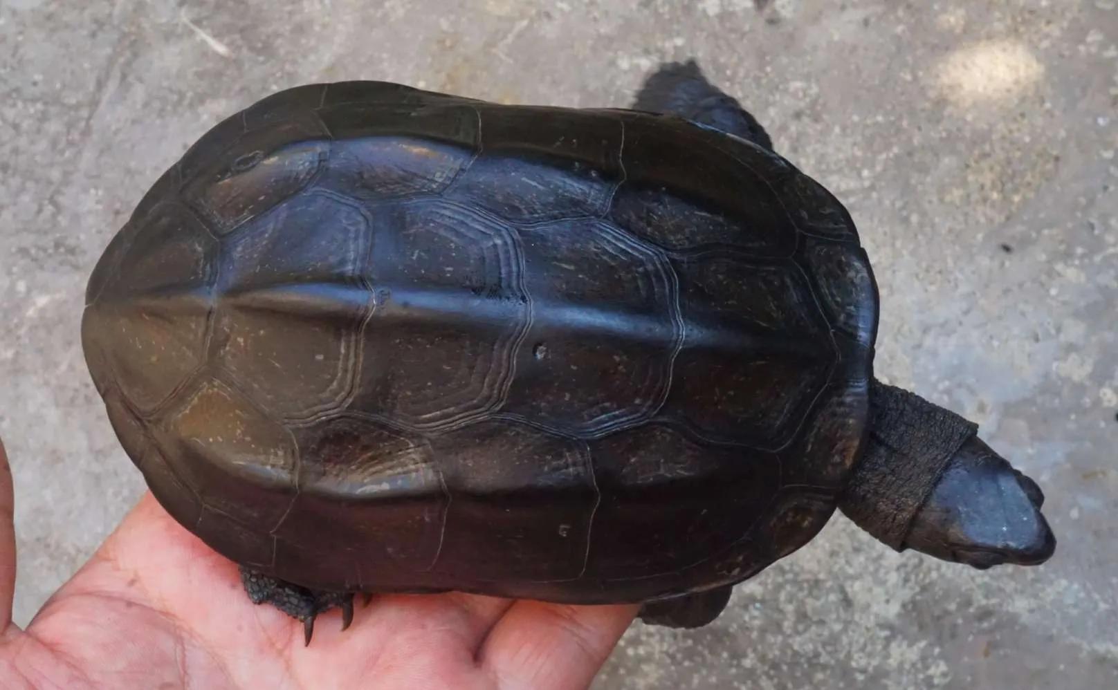 一入龟坑深度解析,养龟新手踩坑