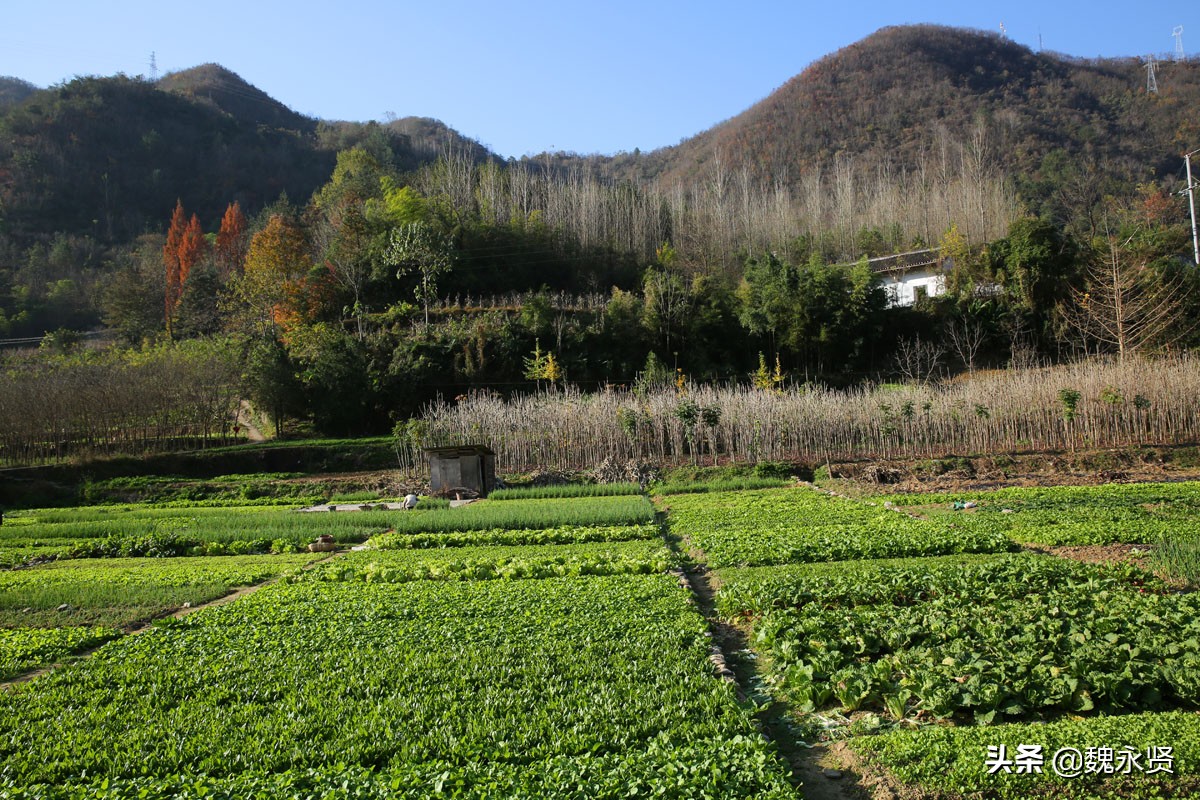 秦岭农家乐每天收入,秦岭农村菜地