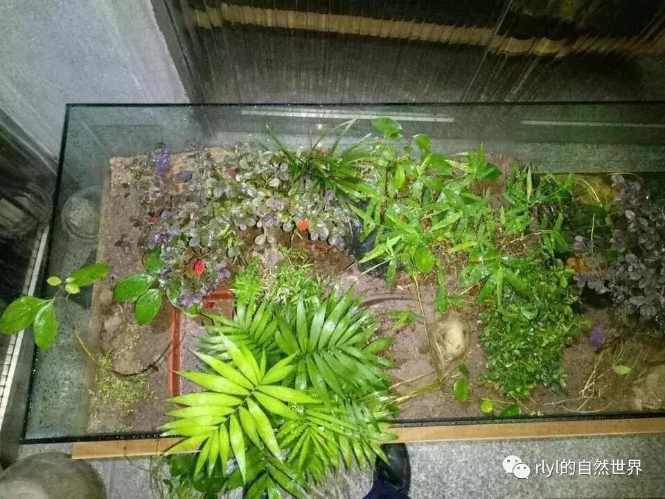 黄缘龟多大能够进环境造景,黄缘龟造景用陶粒还是火山石