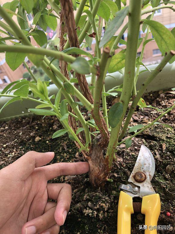 阳台种蓝莓如何爆果子,怎么在家盆栽种植蓝莓