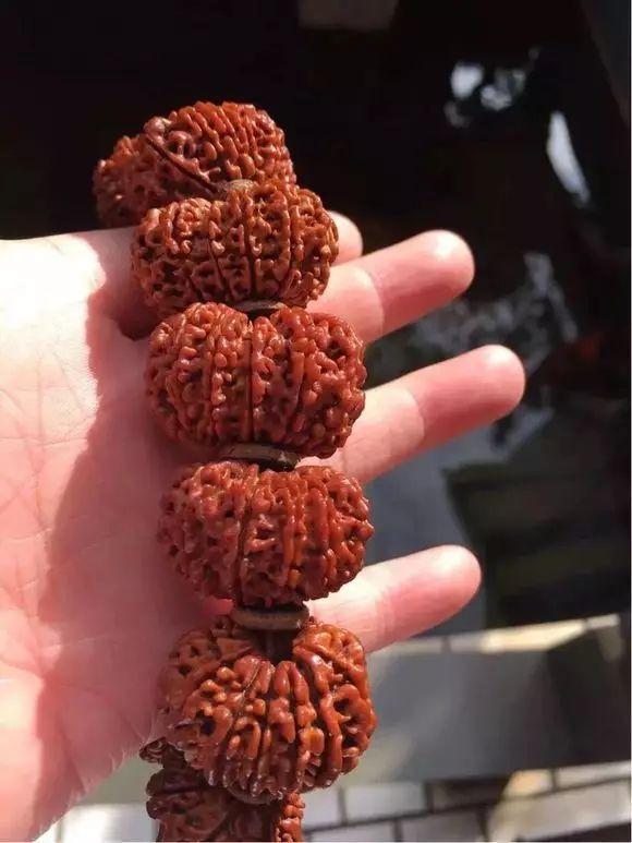 金刚菩提新手如何避坑,买金刚菩提如何避坑