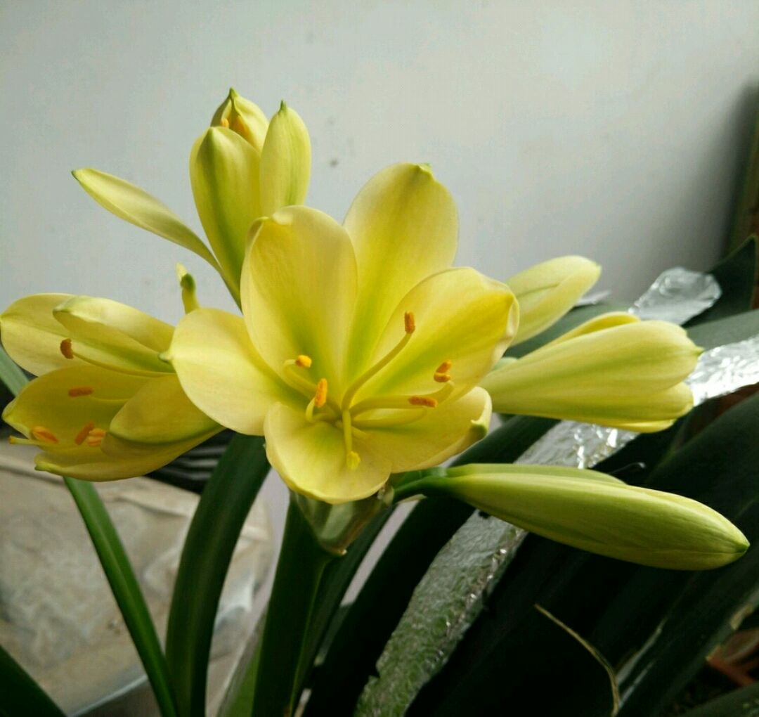 君子兰开花时可不能够浇水,君子兰开花了还需要浇水吗