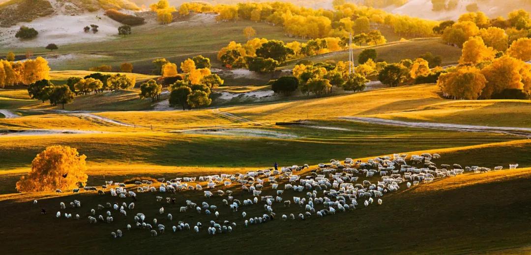坝上秋色之金色草原,坝上金色草原风景
