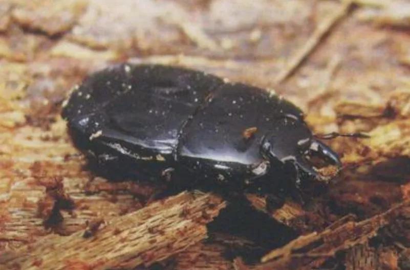 苍蝇的天敌和食物,苍蝇以粪便为食