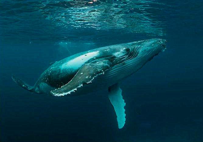 蓝鲸是哺乳动物吗怎么哺乳,鲸哺乳方式