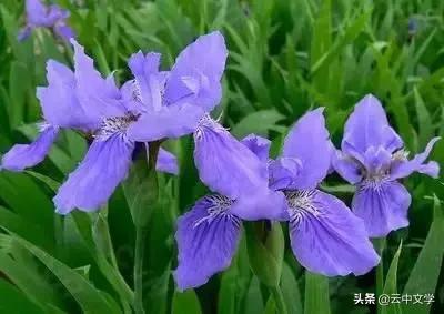 花语大全100种花图片,100种花的花语太全了