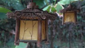 近日李子柒视频走红,李子柒爷爷最火视频