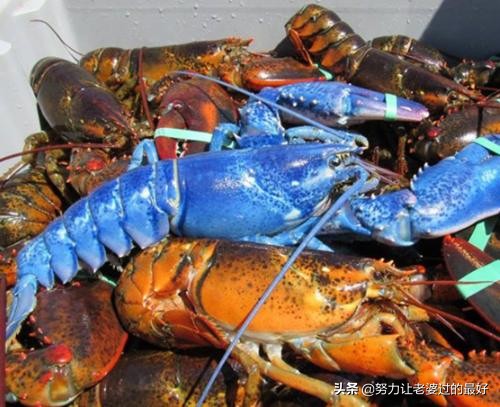 十种顶级海鲜排行榜,有钱人未必吃过的10种顶级海鲜