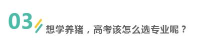年薪30万，越来越多的大学生，毕业后去养猪