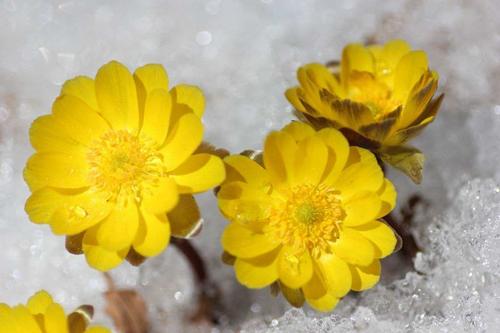 经典金盏花,清新金盏花