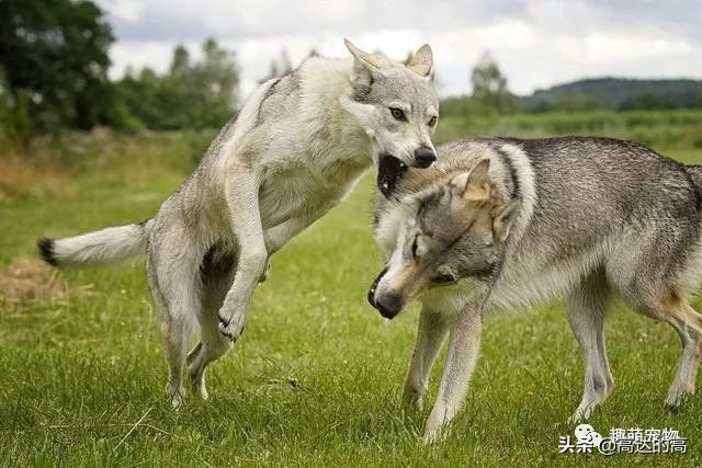 世上最贵的十种犬排行,狗中最贵的犬
