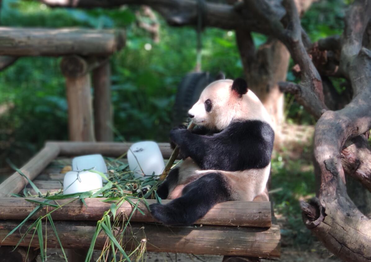 广州动物园和长隆野生动物世界,广州长隆野生动物园攻略自由行