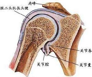 练肩的时候肩部咯吱响是为什么,肩关节的训练方法及注意事项