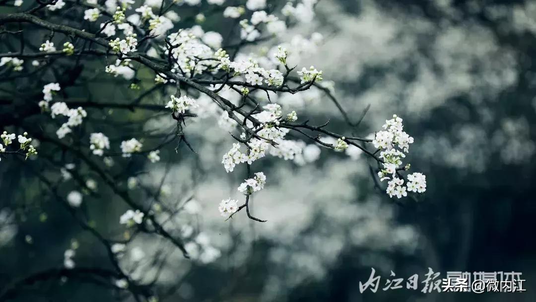 宛若仙境！内江竟还藏了这样一个“世外梨源!