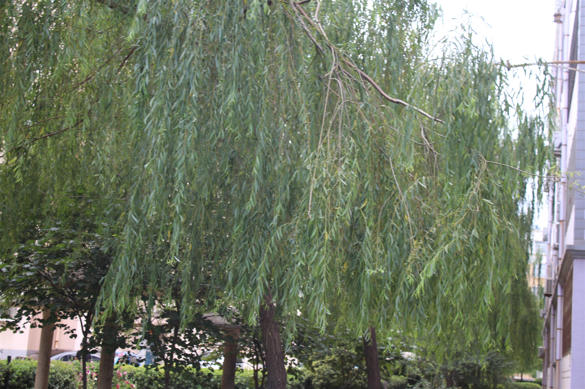 柳树的中药功能与功效,中药柳树图片大全