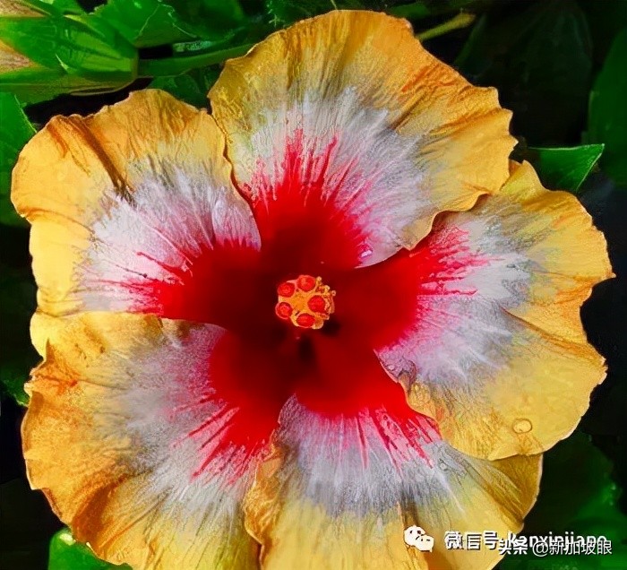 大红花和扶桑木槿有什么区别,木槿花和扶桑花哪个品种好