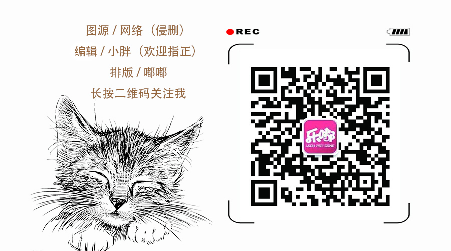 卖米的文案,卖猫的文案怎么写