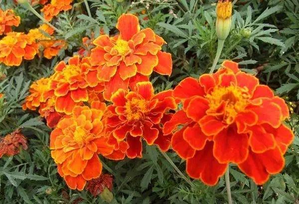 世界各国的国花集锦,英国国花世界各国的国花