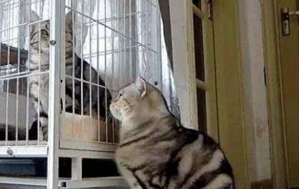 辟谣！猫咪发情用棉签能够止住？小心猫咪患上子宫蓄脓