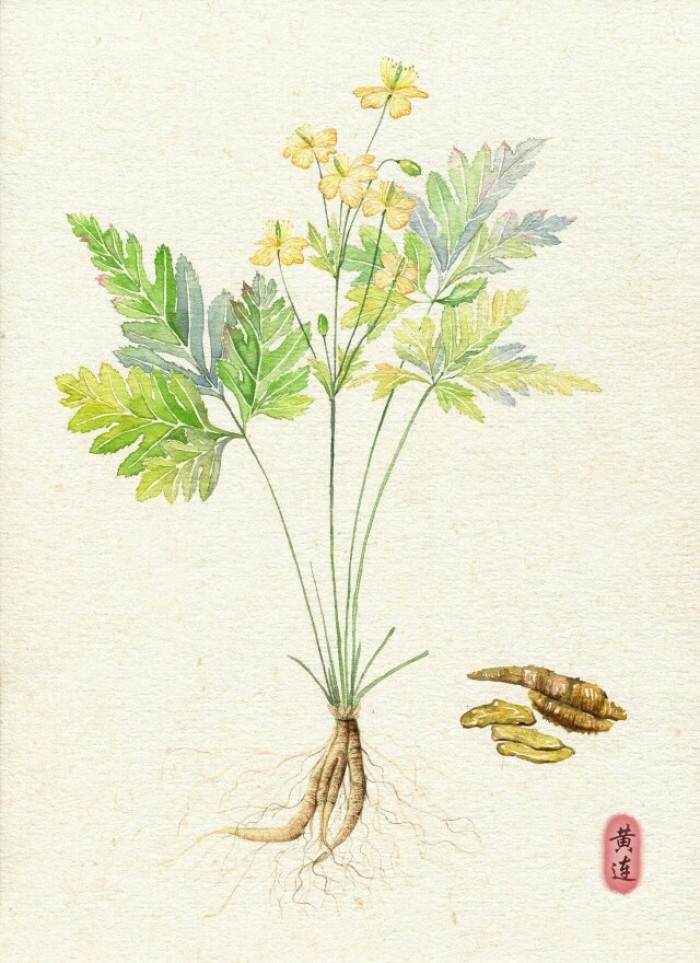 脾胃虚弱兼肠胃湿热吃黄连行吗,肠道湿热吃黄连泡水能够治吗