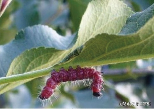 设施甜樱桃花期管理,樱桃种植技术及病虫害防治