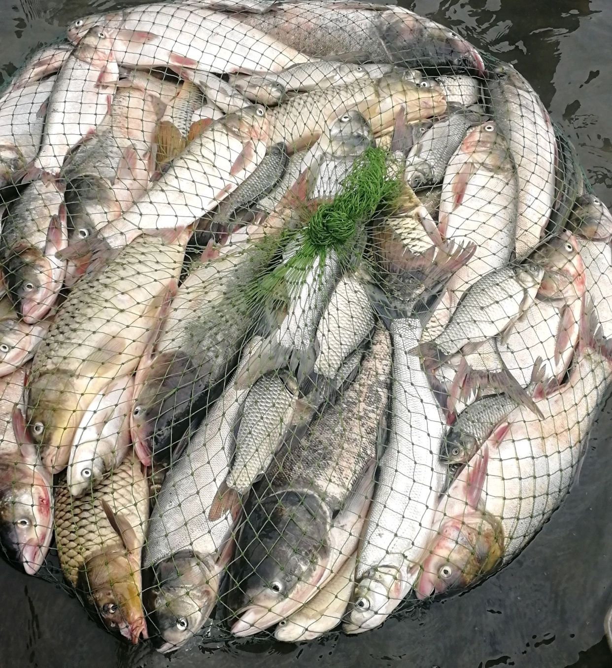 钓鱼人注意了，这六种垂钓行为，四种用饵被纳入监管，禁止使用！